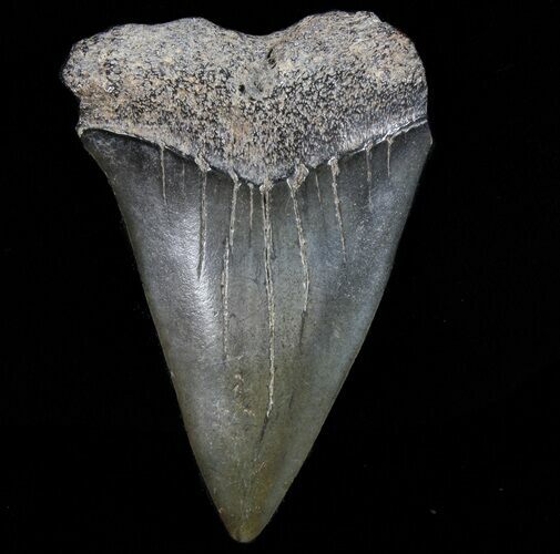 Fossil Mako Shark Tooth - Georgia #75194